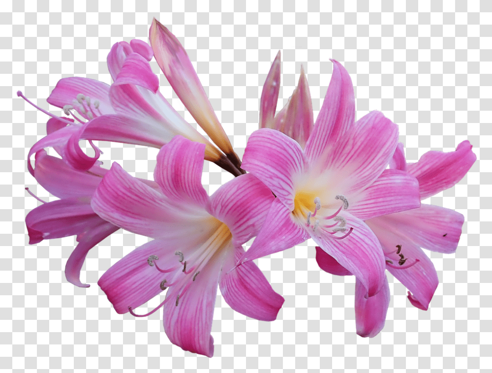 Lily Belladonna Easter Lily Fragrant Flower Bulb Belladonna Lily, Plant, Blossom, Amaryllis, Pollen Transparent Png