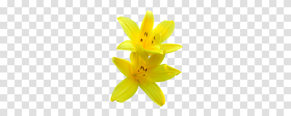 Lily Blossom Nature, Plant, Flower, Anther Transparent Png