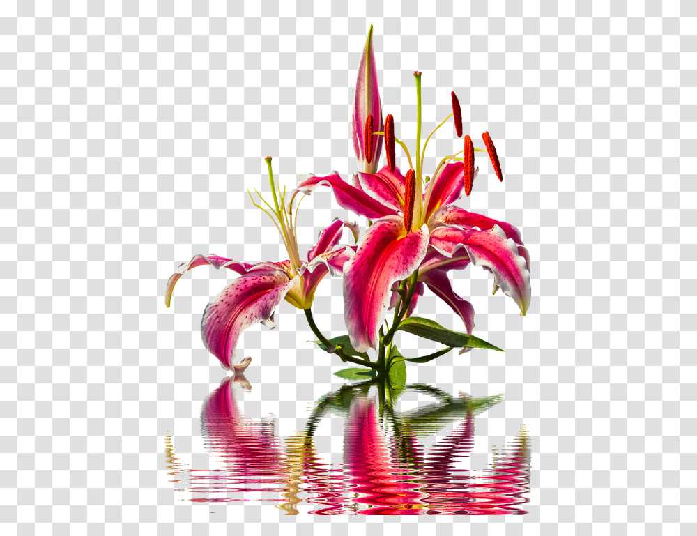 Lily Blossom Bloom Lilies Flower Pink Lily Nature Lily, Plant, Pollen, Pond Lily, Flower Arrangement Transparent Png