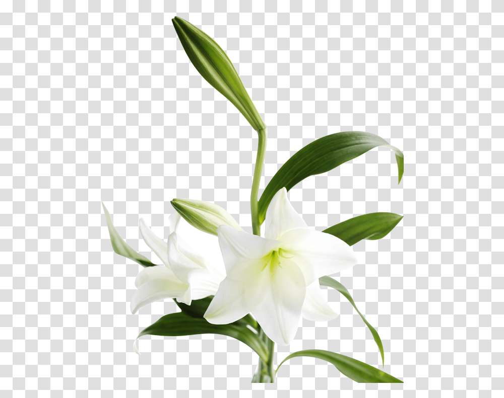 Lily Bouquet, Plant, Flower, Blossom, Amaryllidaceae Transparent Png