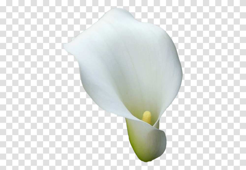 Lily Calla Zantedeschia Aethiopica Texture, Plant, Flower, Blossom, Araceae Transparent Png