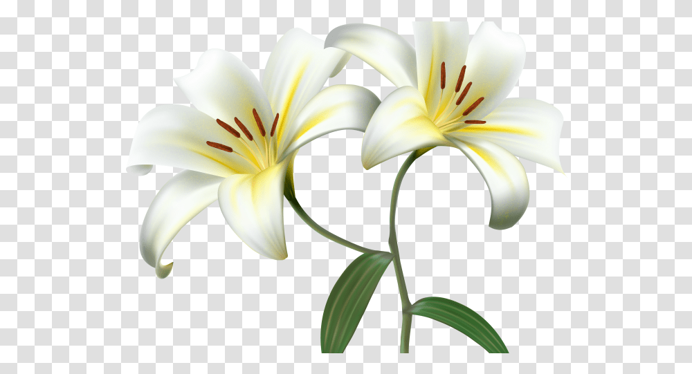 Lily Clipart Background White Lily Flower, Plant, Blossom, Pollen, Petal Transparent Png
