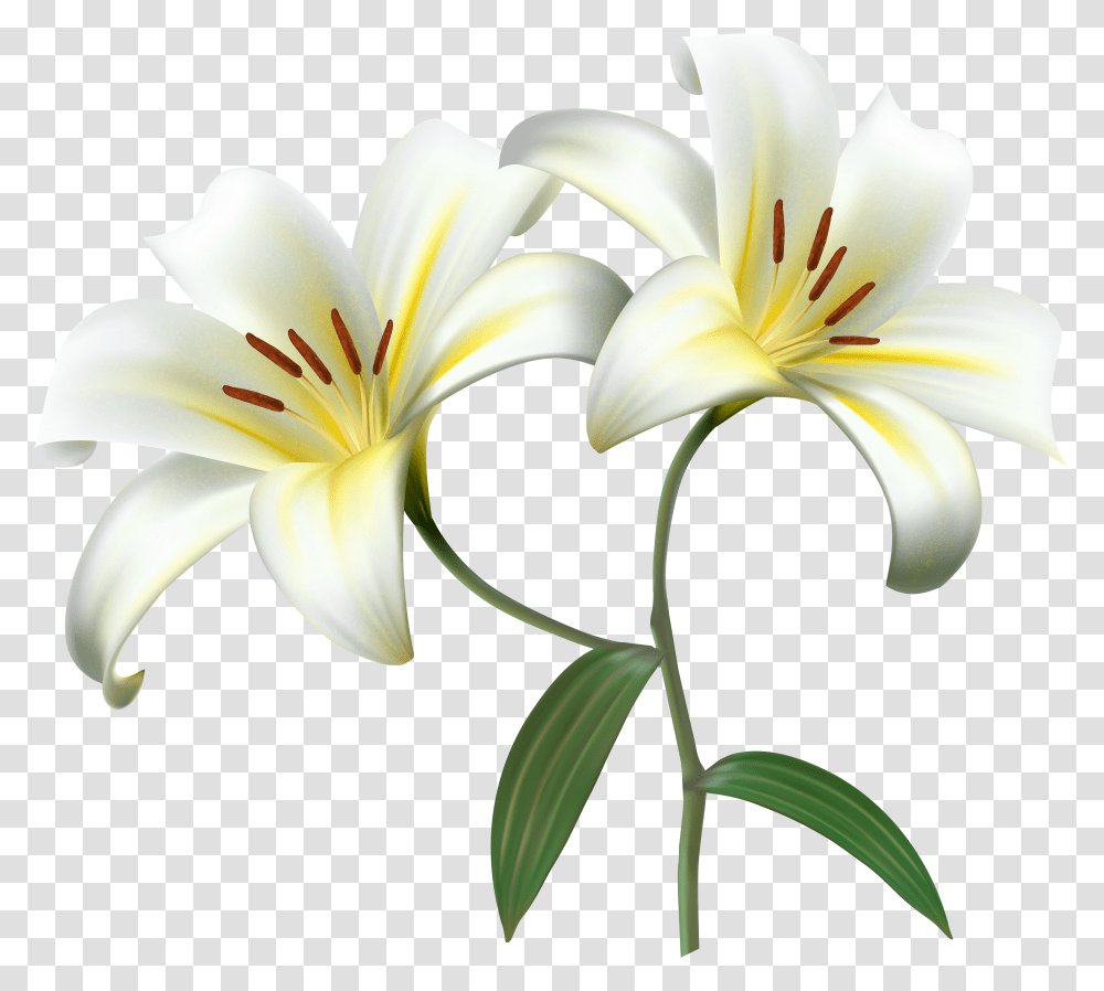 Lily Clipart Free Background Lily Flower Transparent Png