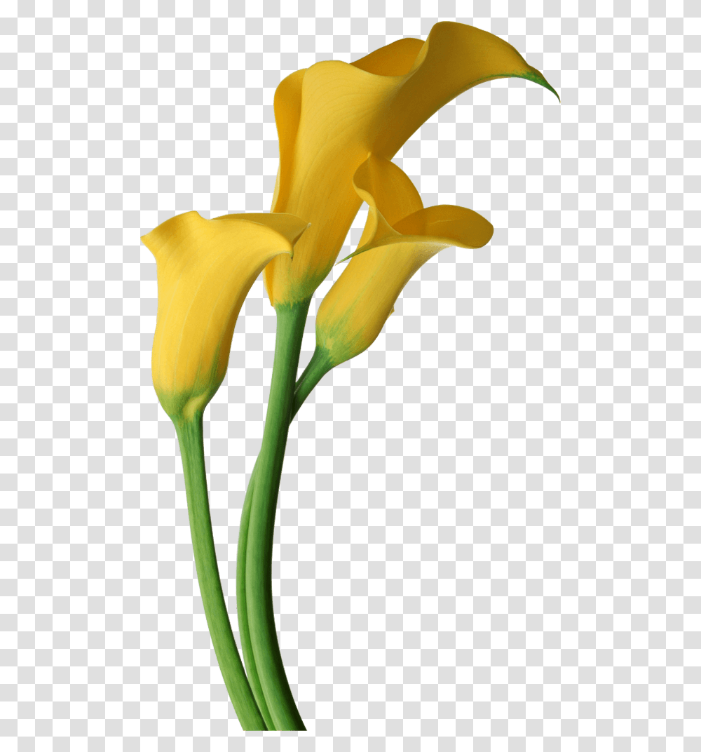 Lily Clipart Lilly, Plant, Flower, Blossom, Bird Transparent Png