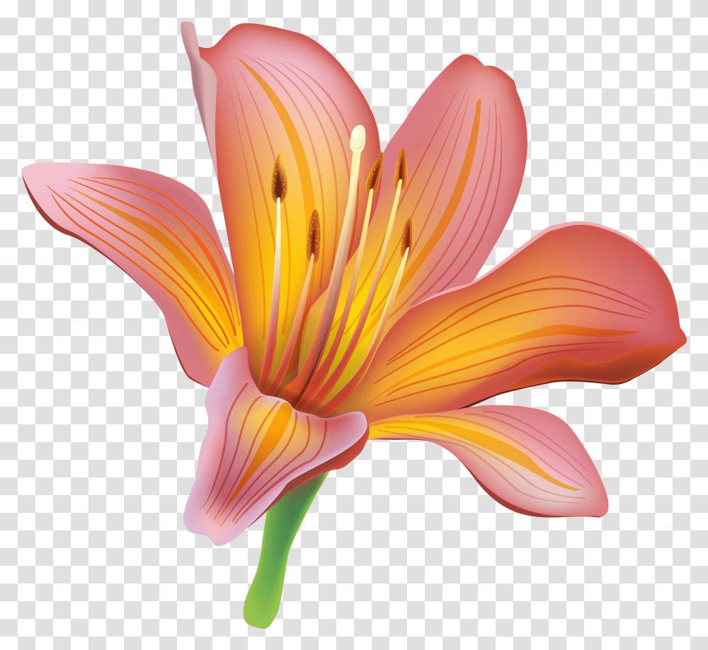 Lily Clipart, Plant, Flower, Blossom, Pollen Transparent Png