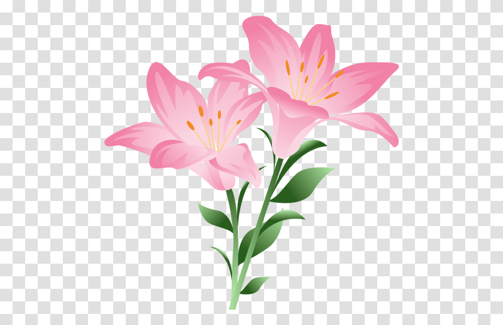 Lily Clipart Watercolor Free Pink Lily Flower Clipart, Plant, Blossom, Anther Transparent Png
