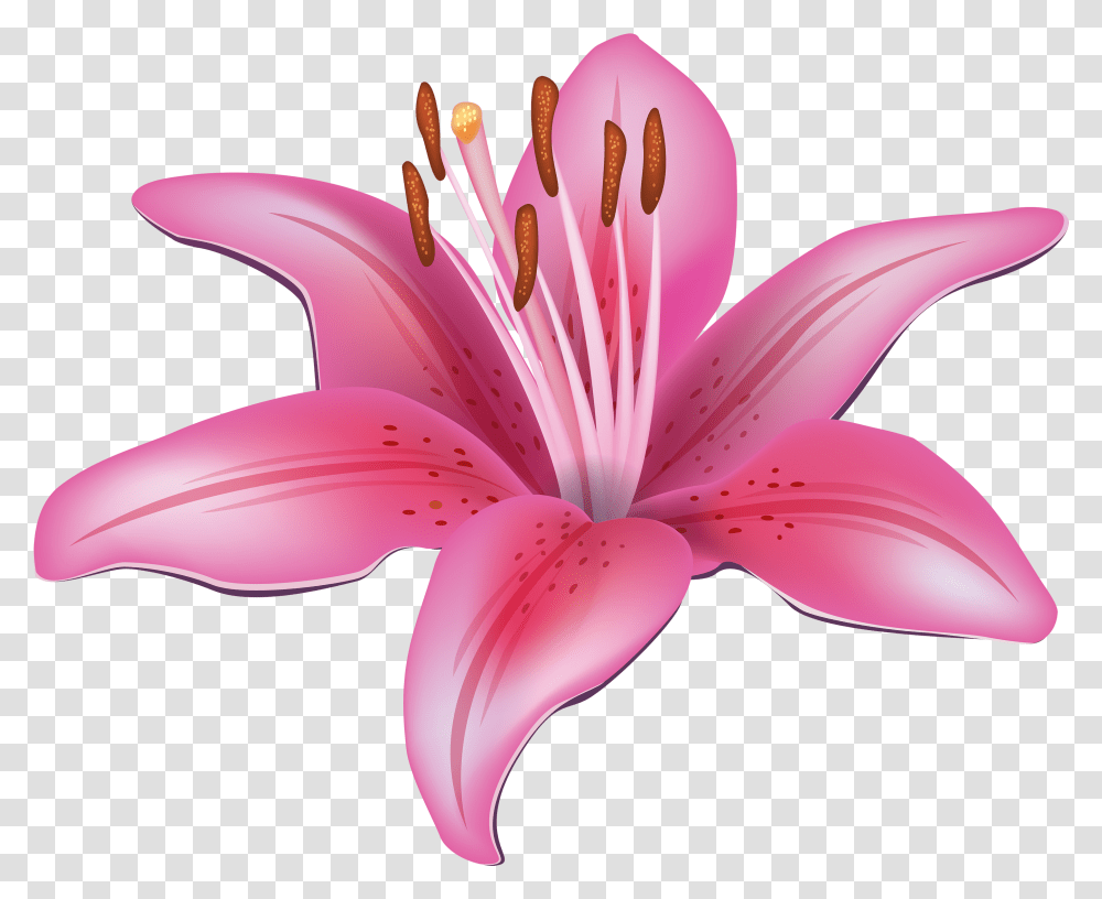 Lily Collections Lily Flower Clipart, Plant, Blossom, Petal, Pollen Transparent Png