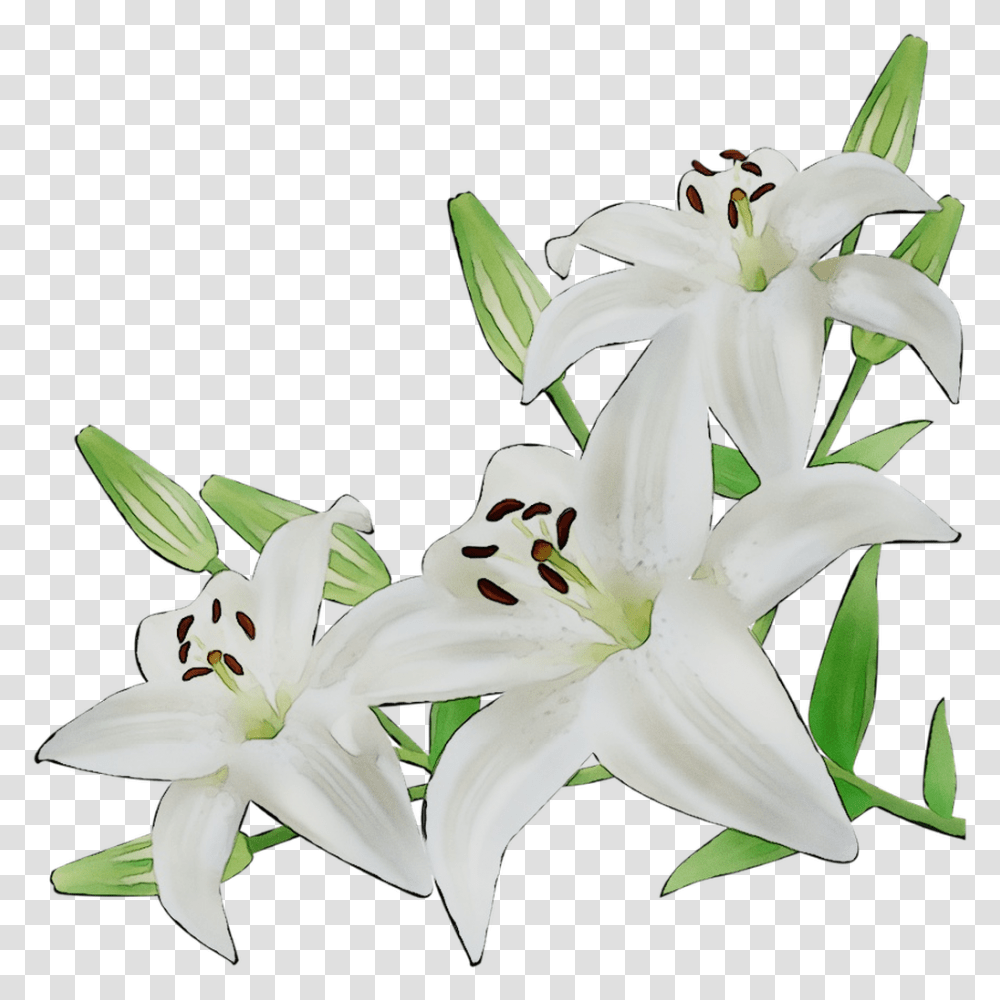 Lily Cut Flowers White Illustration Lily Flower, Plant, Blossom, Amaryllidaceae, Pollen Transparent Png