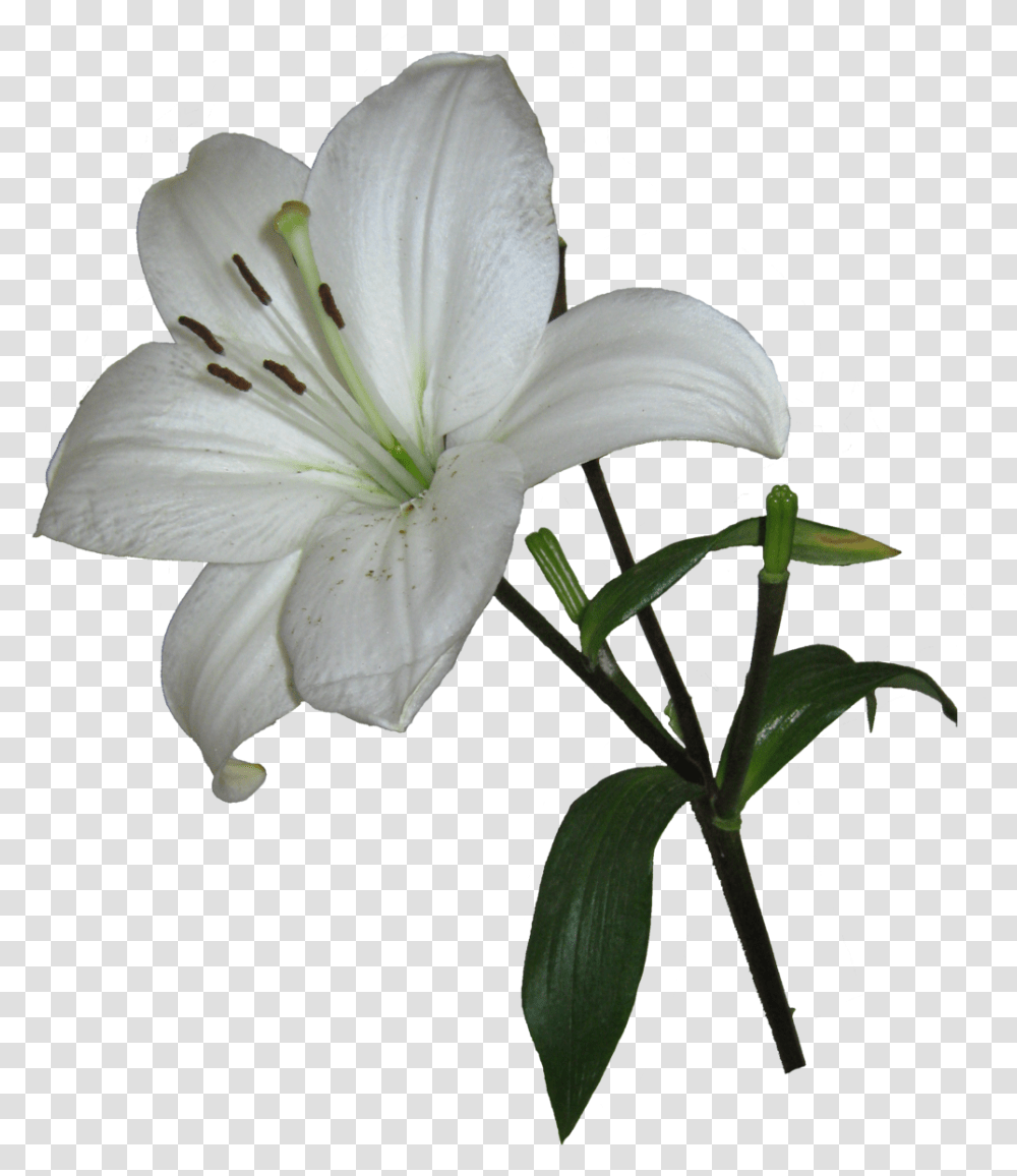 Lily Easter Lily Background, Plant, Flower, Blossom, Geranium Transparent Png