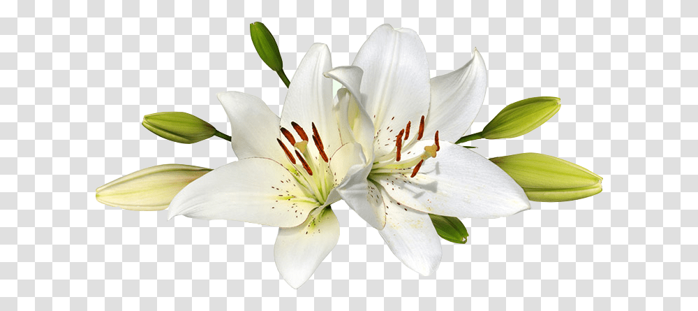 Lily Easter Lily Background, Plant, Flower, Blossom, Pollen Transparent Png