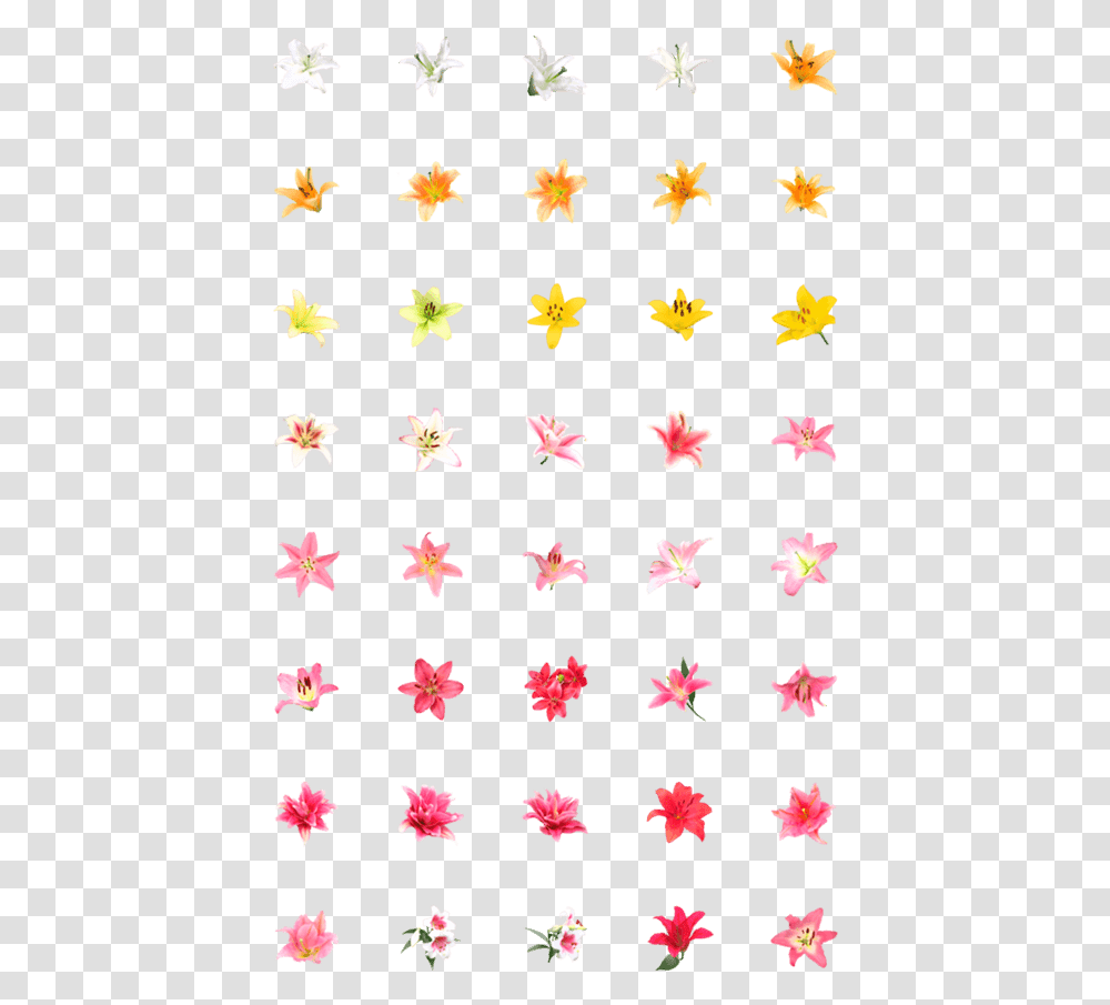 Lily Emoji, Rug, Star Symbol, Wand Transparent Png