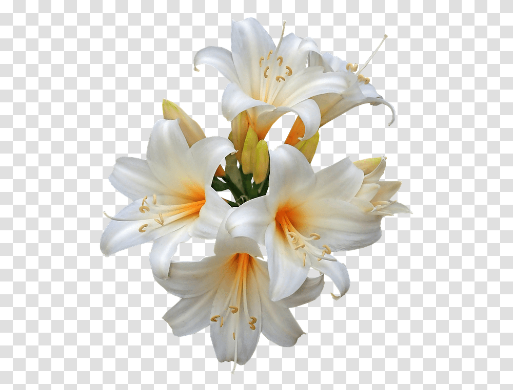 Lily Family Easter Lily, Plant, Flower, Blossom, Flower Arrangement Transparent Png