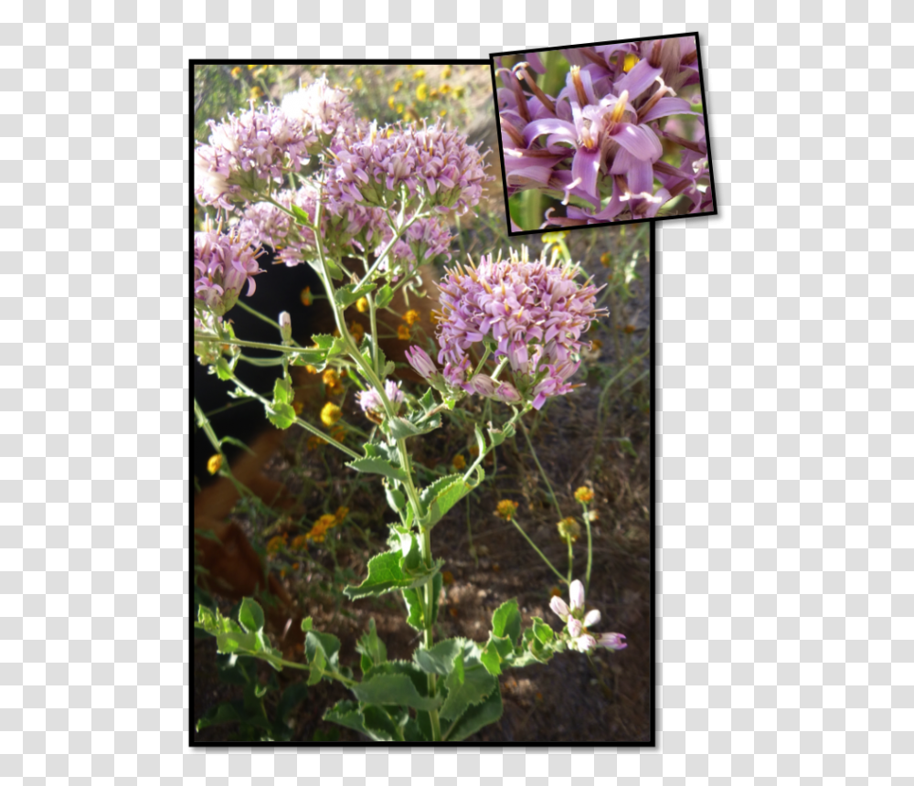 Lily Family, Plant, Flower, Allium, Apiaceae Transparent Png
