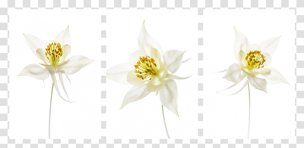 Lily Family, Plant, Flower, Blossom, Anther Transparent Png