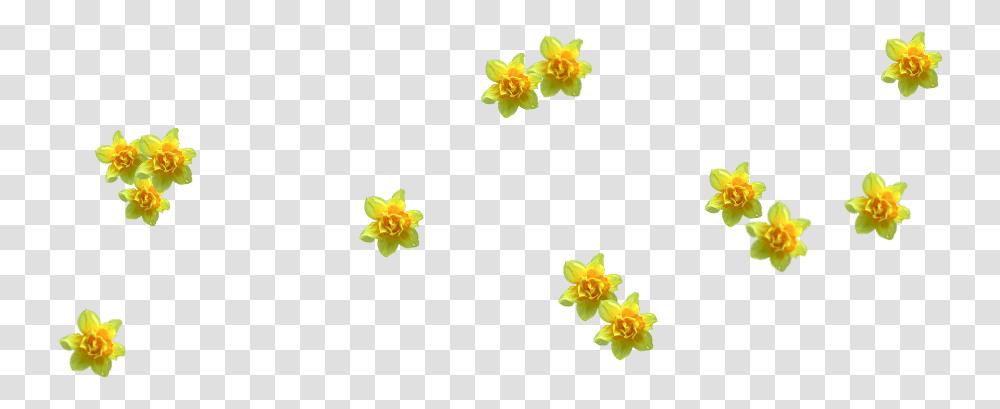 Lily Family, Plant, Flower, Blossom, Daffodil Transparent Png