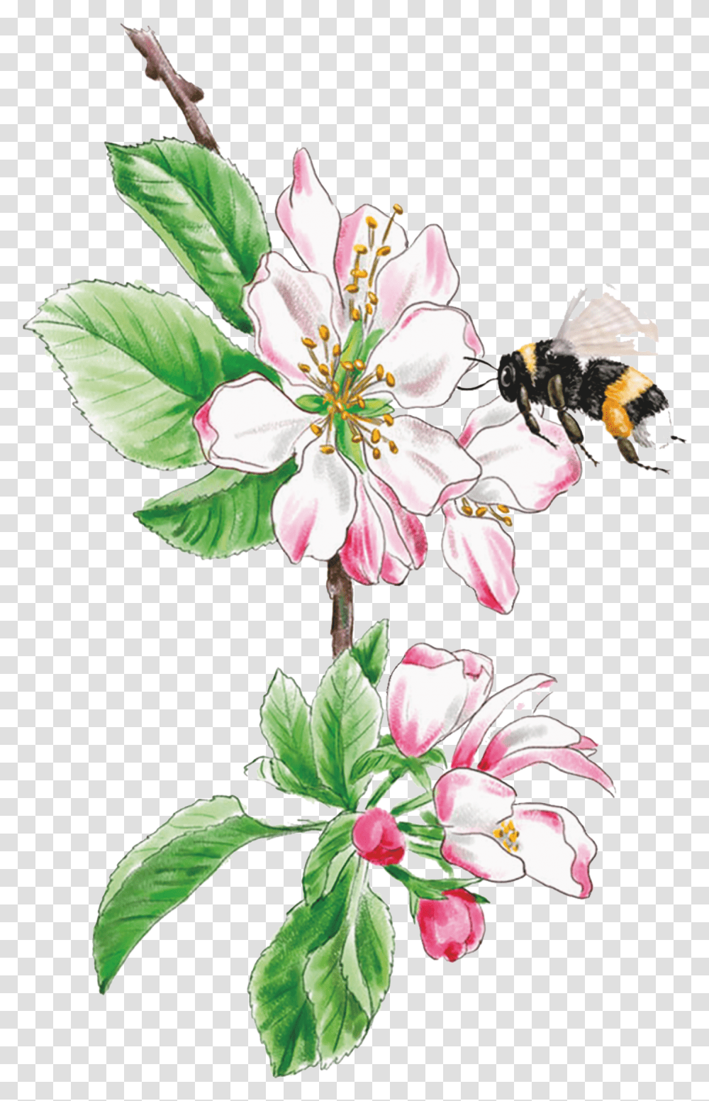 Lily Family, Plant, Flower, Blossom, Pollen Transparent Png