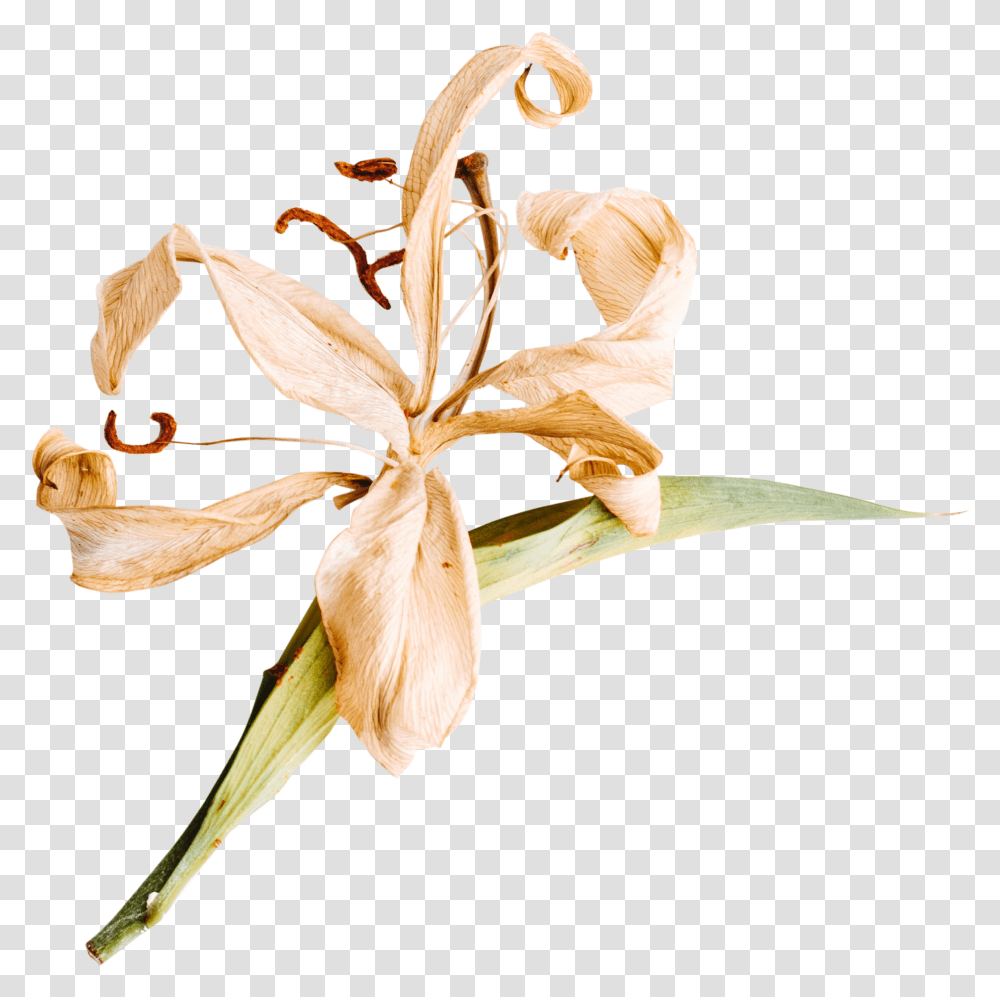 Lily Flower Background Dried Flowers, Plant, Blossom, Petal, Iris Transparent Png