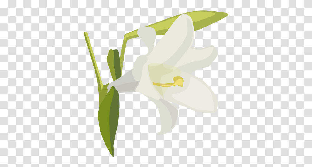 Lily Flower Bud Petal Flat Lily Family, Plant, Axe, Tool, Blossom Transparent Png