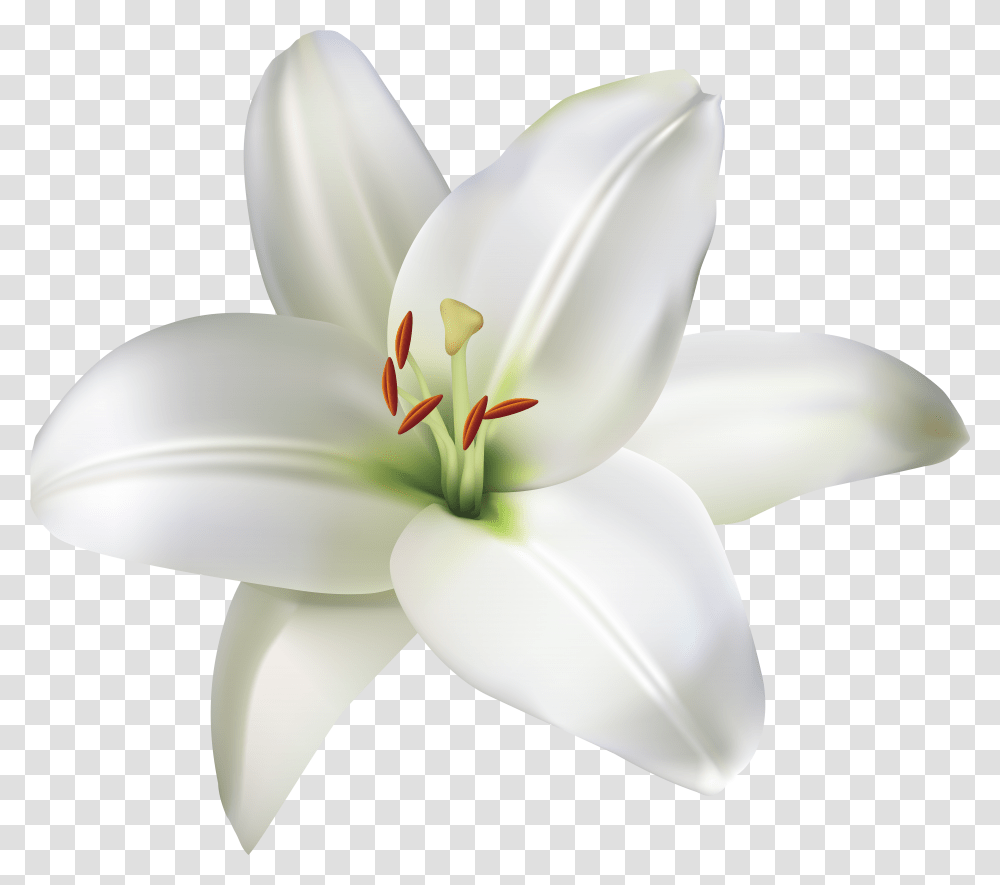 Lily Flower Clip Art Transparent Png