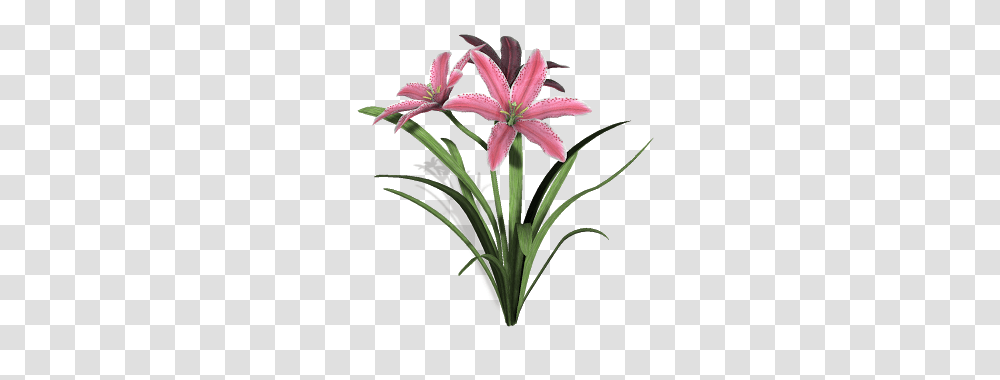 Lily Flower Clipart, Plant, Blossom, Amaryllidaceae, Amaryllis Transparent Png