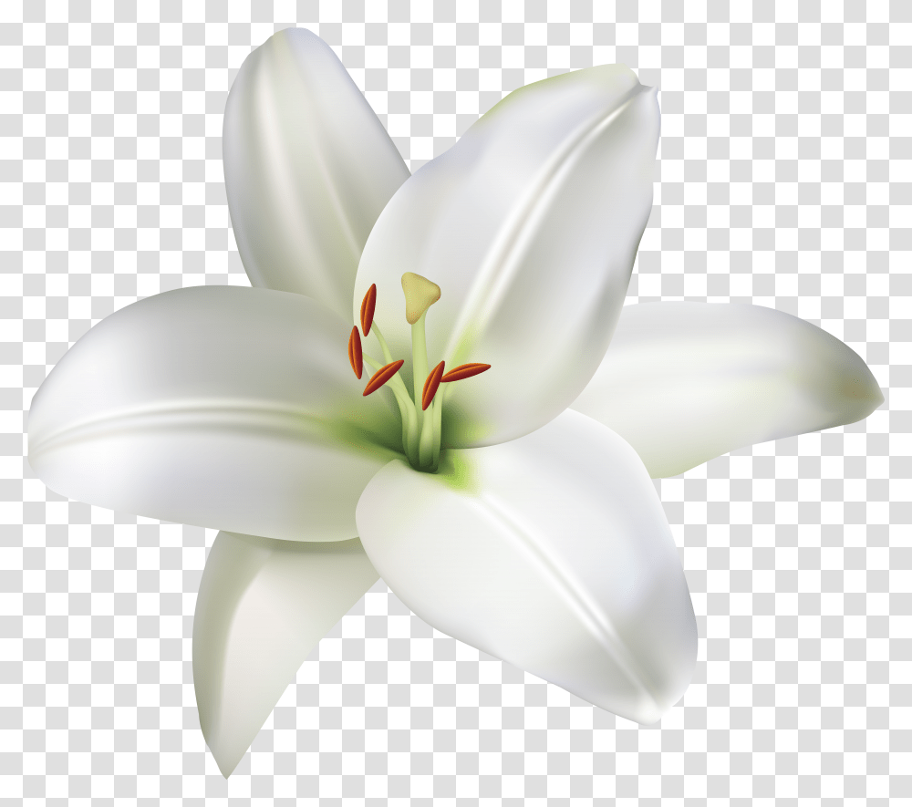Lily Flower Free Lilies Transparent Png
