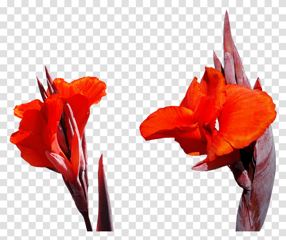 Lily Flower Free Picture High Resolution Images Red Flowers, Plant, Blossom, Gladiolus, Petal Transparent Png