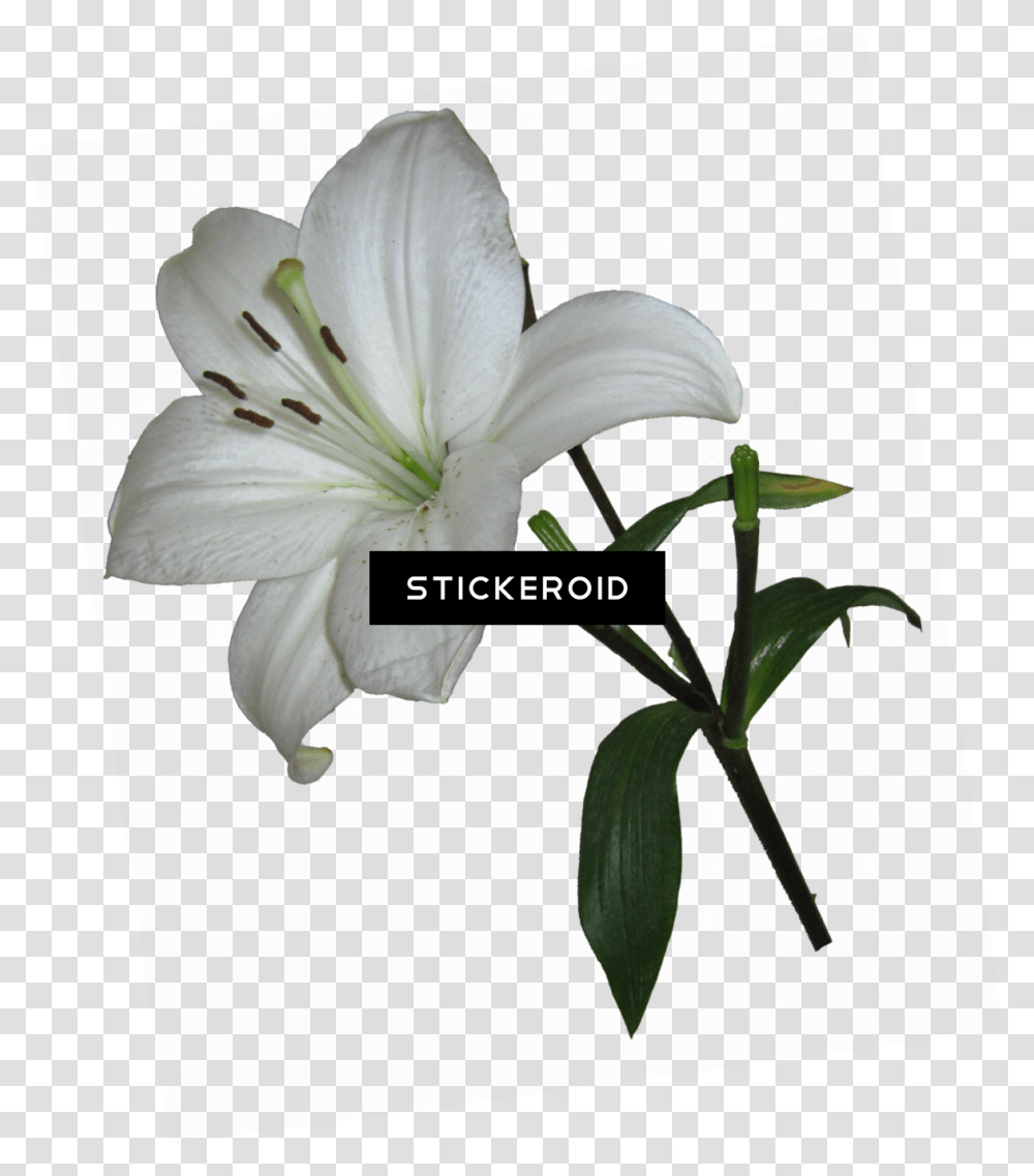 Lily Flower Lily Background, Plant, Blossom, Pollen, Amaryllidaceae Transparent Png