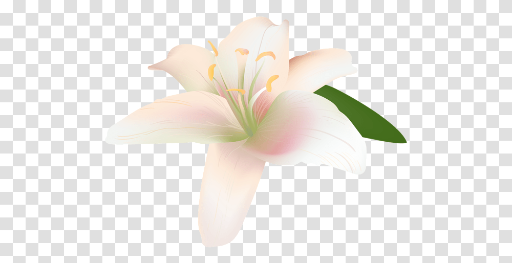 Lily Flower Lily Flower Flower, Plant, Blossom, Amaryllis, Anther Transparent Png