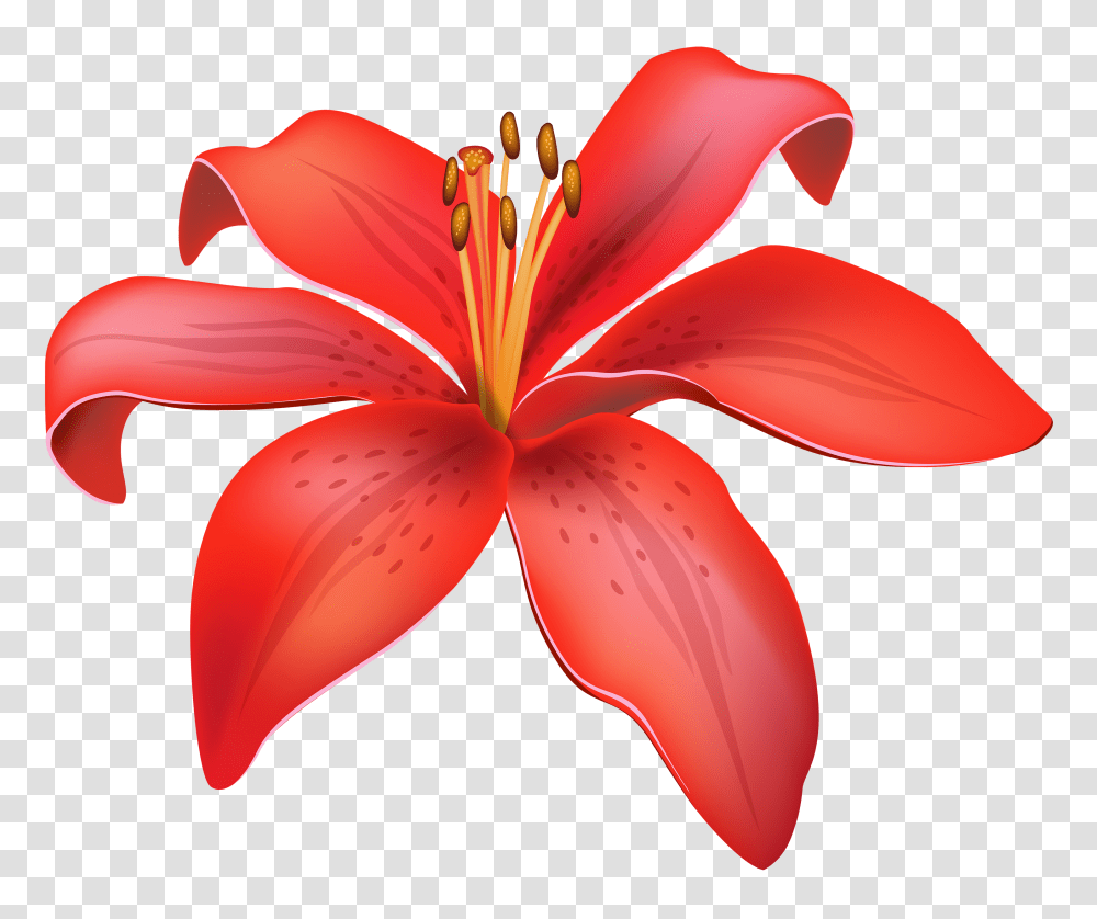 Lily Flower Lily Flower Vector, Plant, Blossom, Petal, Amaryllis Transparent Png