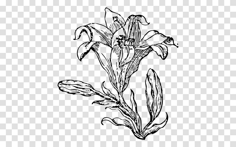 Lily Flower Line Art Vector Image Vector Line Drawing Flower, Gray, World Of Warcraft Transparent Png