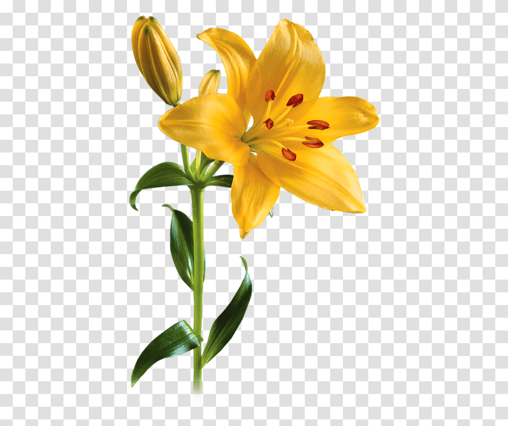 Lily Flower Pictures, Plant, Blossom, Anther, Daffodil Transparent Png