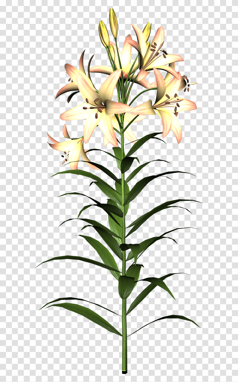 Lily Flower, Plant, Blossom, Acanthaceae, Amaryllidaceae Transparent Png