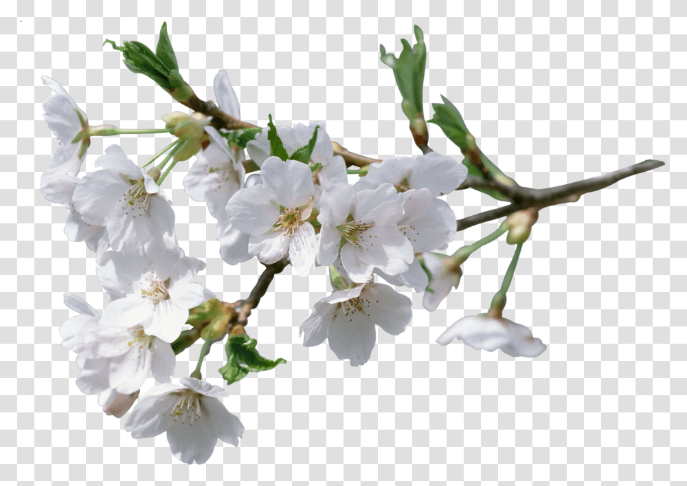 Lily Flower, Plant, Blossom, Cherry Blossom, Pollen Transparent Png