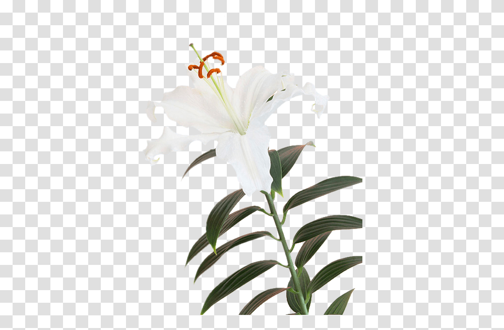 Lily Flower, Plant, Blossom, Pollen, Acanthaceae Transparent Png