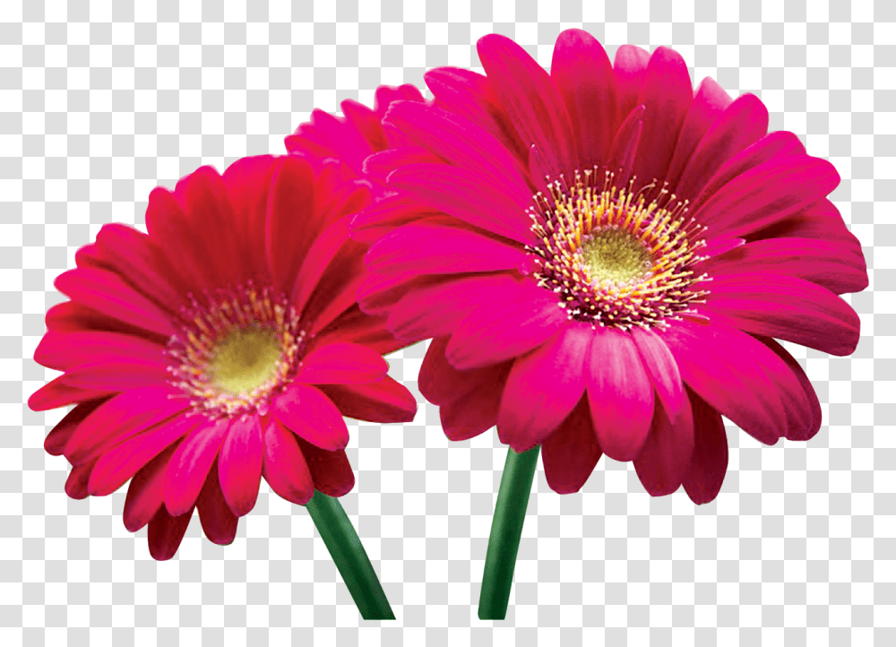 Lily Flower, Plant, Daisy, Daisies, Blossom Transparent Png