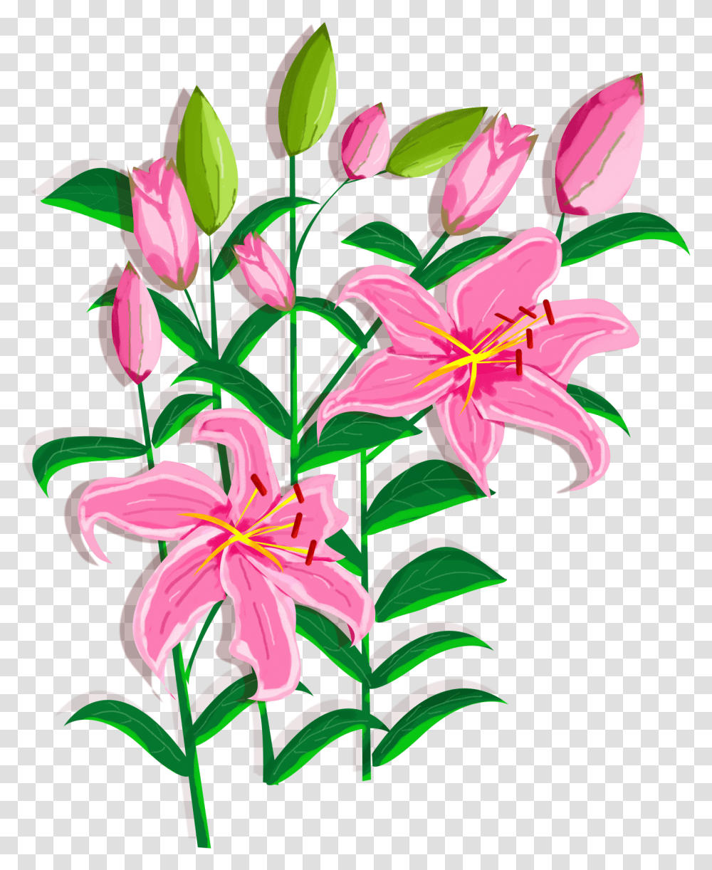Lily Flower Stargazer Lily, Plant, Blossom, Amaryllidaceae, Amaryllis Transparent Png