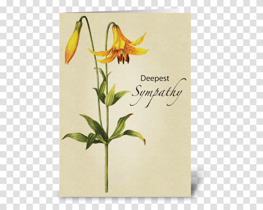 Lily Flower Sympathy Botanical Greeting Card Erythronium, Plant, Blossom, Bird, Animal Transparent Png