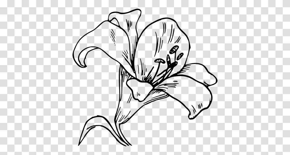 Lily Flower Vector Image Lily Outline, Gray, World Of Warcraft Transparent Png