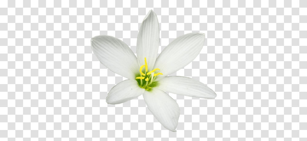 Lily Flower Vector Image Lily, Plant, Blossom, Bird, Animal Transparent Png