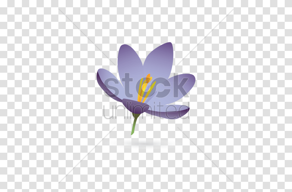 Lily Flower Vector Image, Plant, Crocus, Blossom, Bow Transparent Png