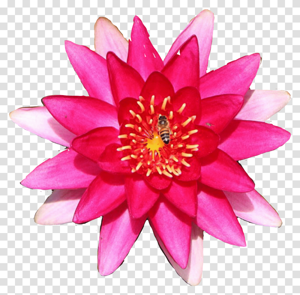 Lily Flower Waterlily, Plant, Blossom, Pond Lily, Honey Bee Transparent Png