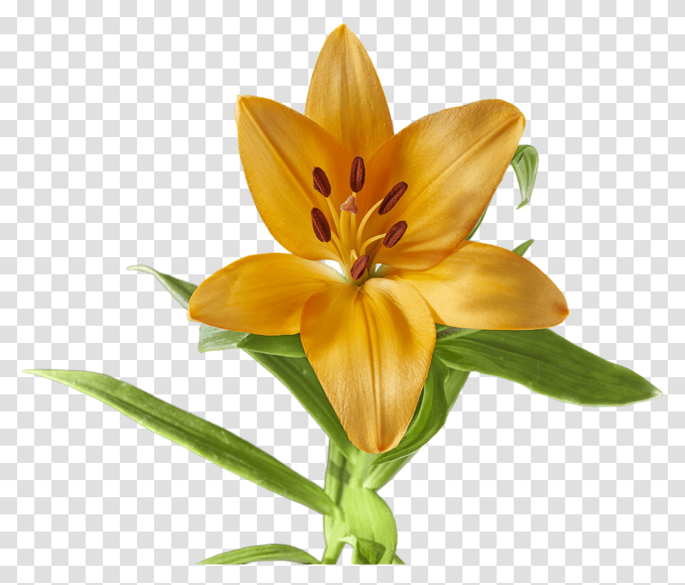 Lily Flower Yellow Free Picture Lilium Flor, Plant, Blossom, Anther, Petal Transparent Png