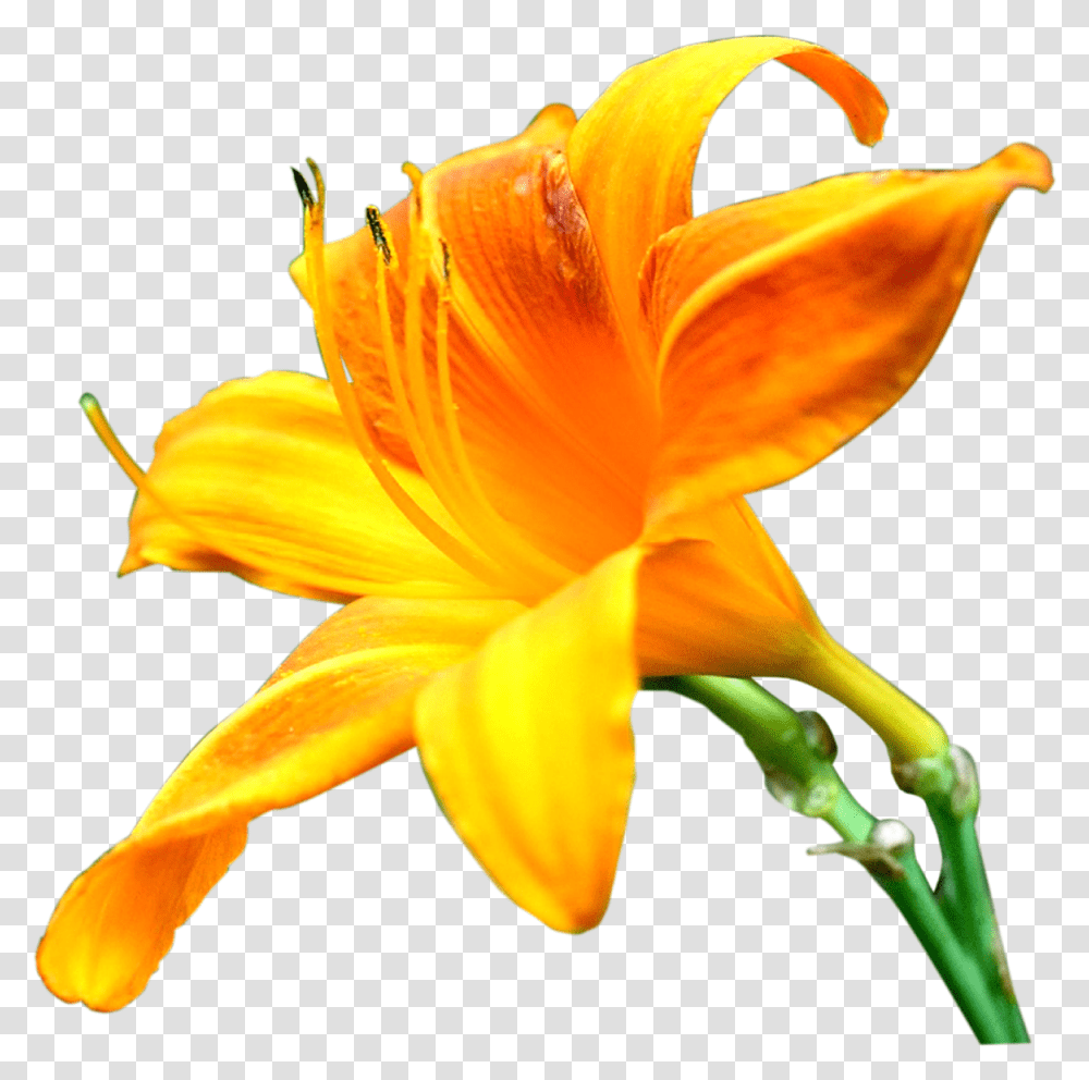 Lily Flower Yellow Lily, Plant, Blossom, Pollen, Person Transparent Png