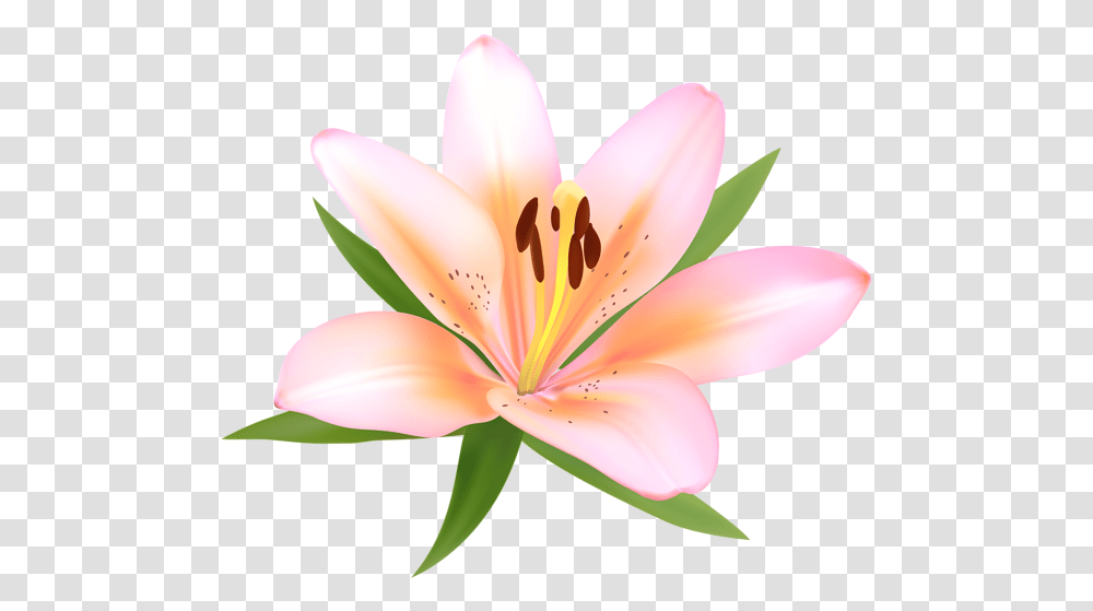 Lily Flowers Clipart Alstroemerias, Plant, Blossom, Fungus, Anther Transparent Png
