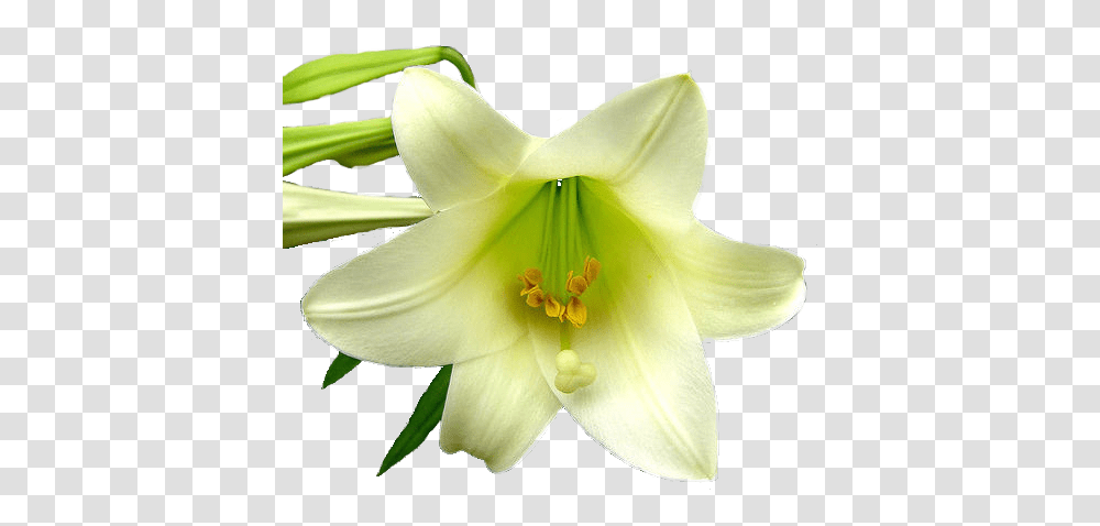 Lily Free Image And Clipart Lily Flower Lily Background, Plant, Blossom, Petal, Anther Transparent Png