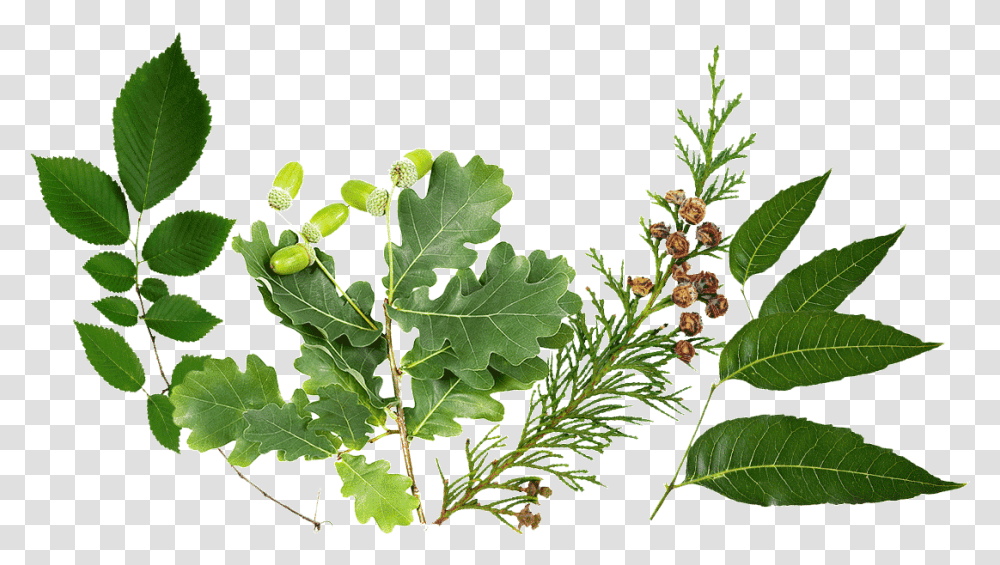Lily Gambel Oak, Plant, Produce, Food, Seed Transparent Png
