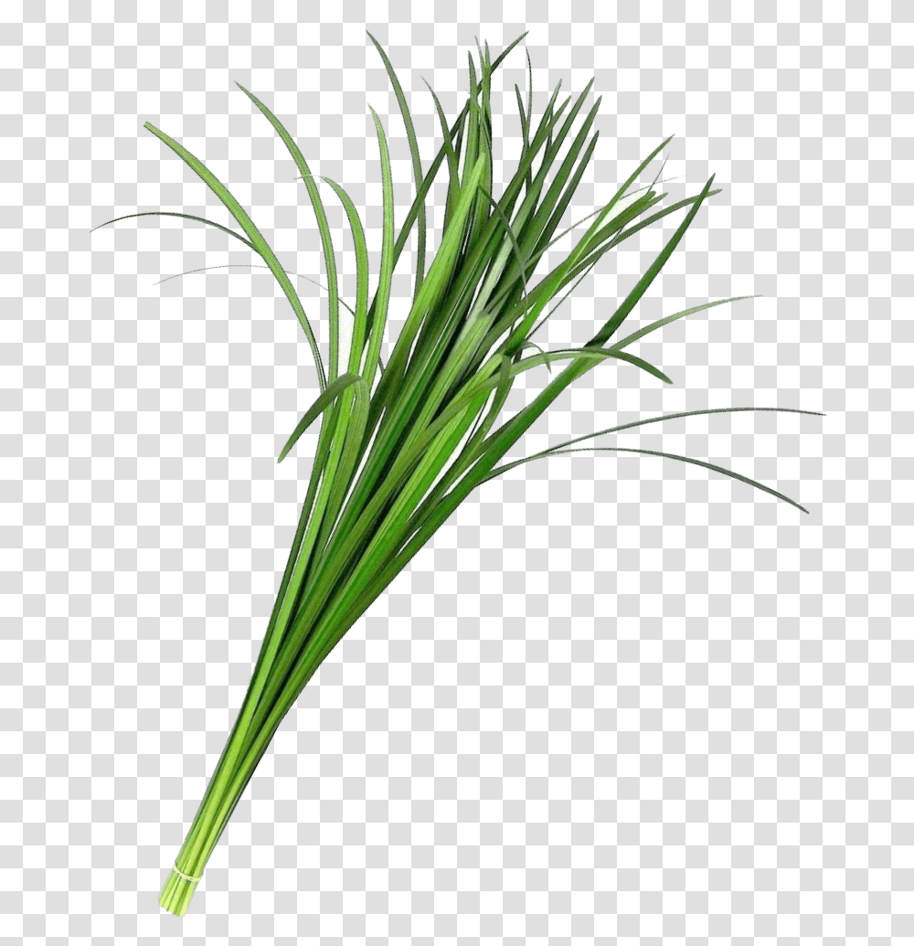 Lily Grass Flower, Plant, Vegetation, Vegetable, Food Transparent Png