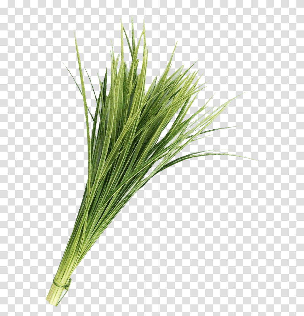 Lily Grass Variegated Greenery Lily Grass Variegated Greenery, Plant, Tree, Vegetation, Lawn Transparent Png