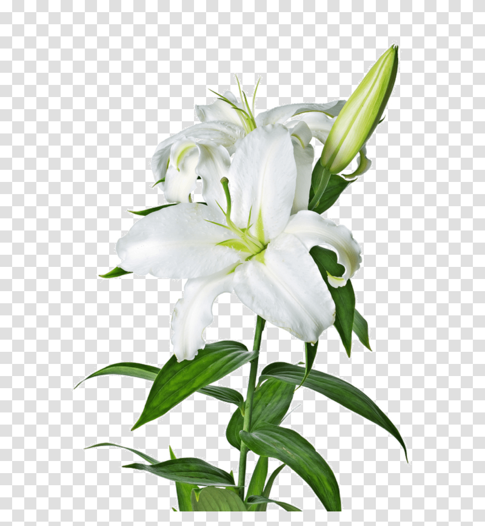 Lily Image Vector Clipart, Plant, Flower, Blossom, Amaryllidaceae Transparent Png