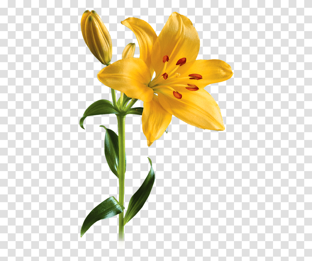 Lily Image Yellow Lily Flower, Plant, Blossom, Pollen, Bird Transparent Png